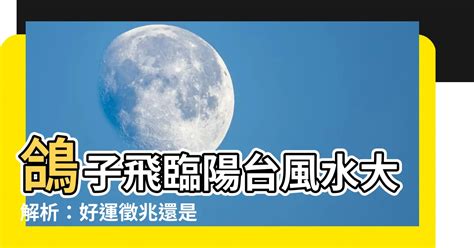 鴿子飛來風水|【鴿子飛來陽台風水】鴿子降臨你家：陽台築巢、飛來停駐的風水。